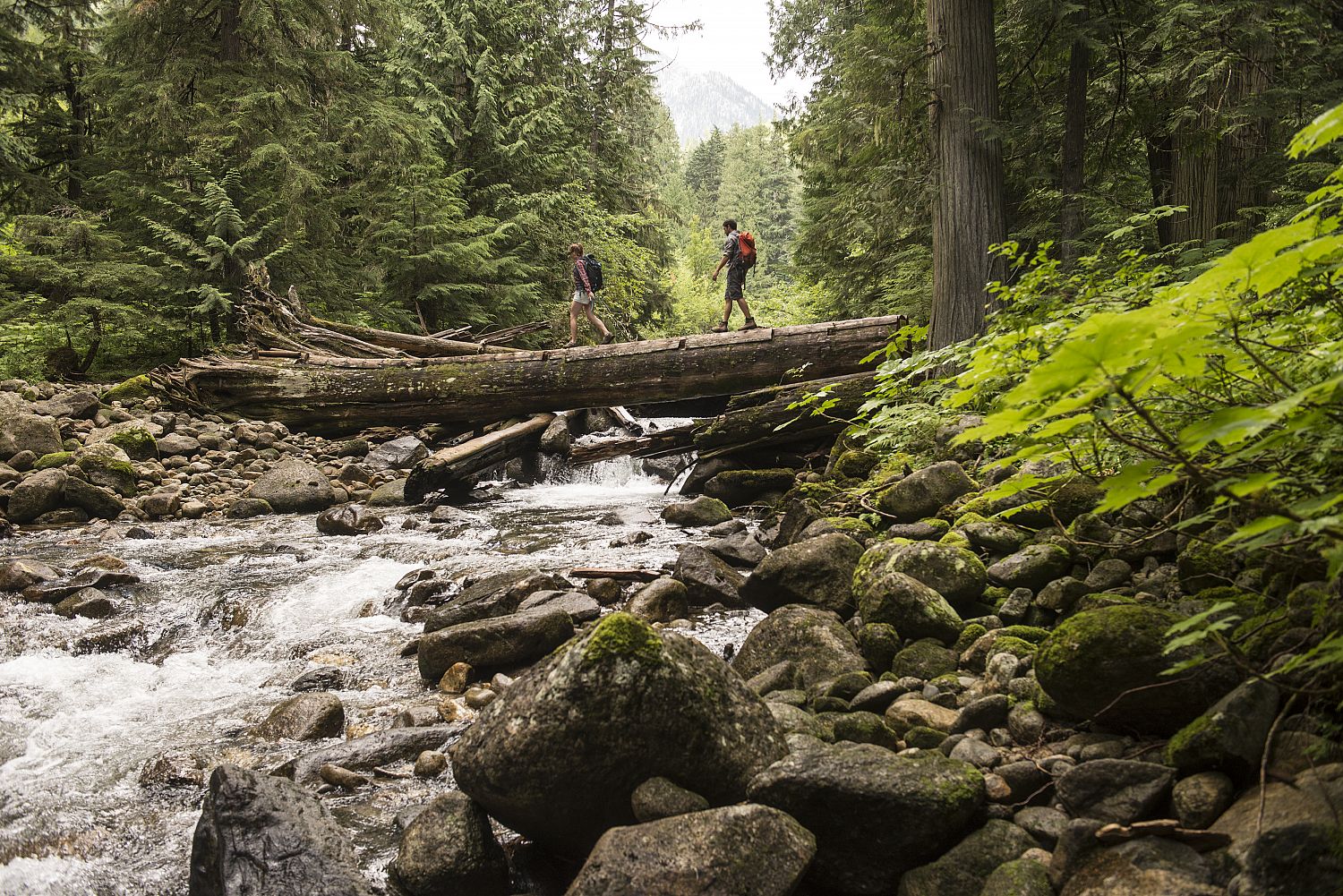 Photo by Kari Medig above Kokanee Creek Provincial Park